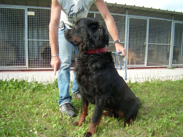 Sam croisé Rottweiler à poils longs - 4 ans - Refuge du Mord Sam croisé Rottweiler à poils longs - 4 ans - Refuge du Mord