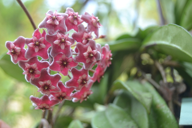 hoya_p11.jpg