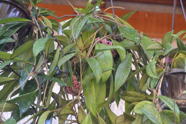 hoya_p12.jpg