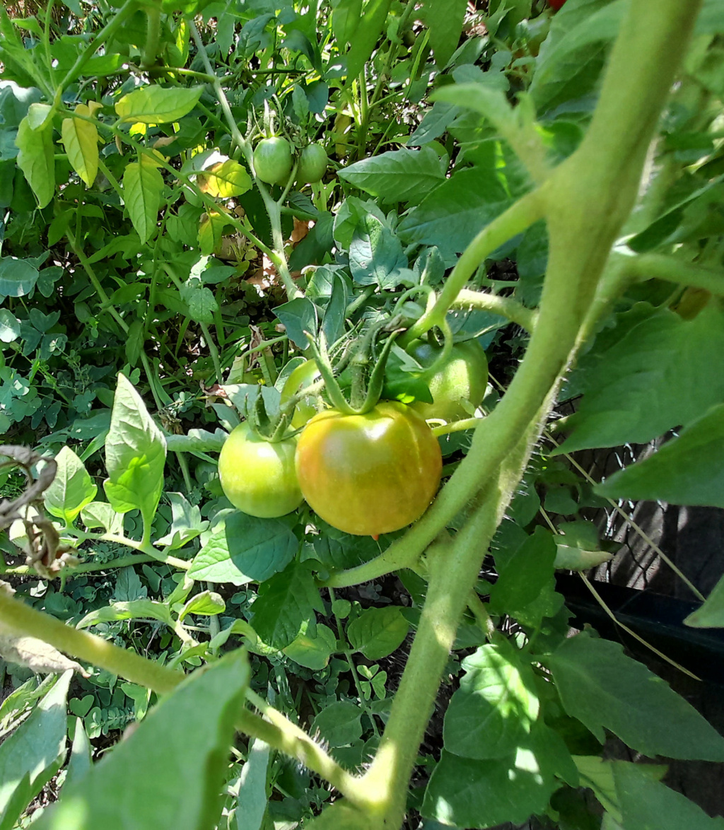 tomate19.jpg